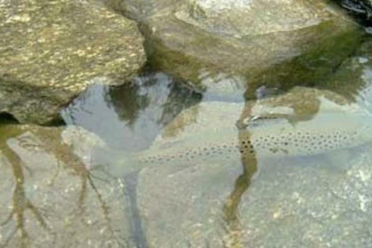 Bilocale A Due Passi Dal Gran Paradiso Locana Exteriér fotografie